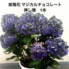 希少種 紫陽花 マジカルチョコレート 挿し穂 1本（今季カット分