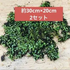 【天然】 マメヅタ 大容量 ガーデニング テラリウム 爬虫類 緑化のサムネイル