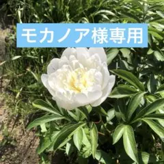 モカノア様専用 シャクヤク　切り花　２０本　白　　ピンクMIX20cm