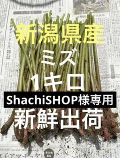 山菜 ミズ 新潟県産 採れたて新鮮発送 1キロ - メルカリ