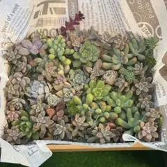 多肉植物 カット苗 詰め合わせセット①