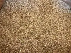 コシヒカリ玄米3キロ 訳アリ　斑点米混ざり 有色米　米粉や米麹 加工用にどうぞのサムネイル