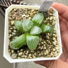 多肉植物 ハオルチア 自宅実生コレクタ錦 少錦苗 5cm鉢 - メルカリ