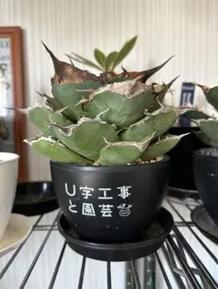 アガベ 黒豹　中株のサムネイル