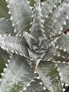 DBディッキア Dyckia Bill Baker hybrid #133 ⑶ - メルカリ