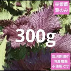 希少 香り裏紫蘇 葉のみ 300gのサムネイル