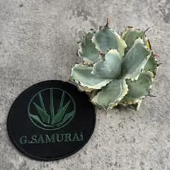 メルカリ便送料込】アガベ イシスメンシス ハイブリッド 特選株セット　セール 2025年最新】アガベ イシスメンシス ハイブリッドの人気アイテム