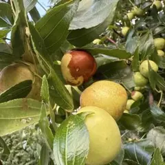 苗　棗　棗の木 ナツメ 苗木のサムネイル
