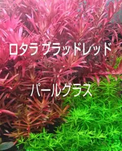 にゃんぶー様 リクエスト 2点 まとめ商品