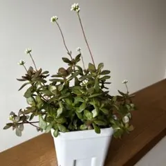 紅稚児　多肉植物