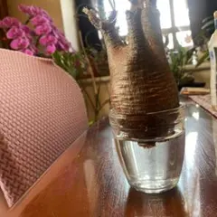 グラキリス ガーデニング