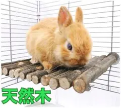 Item thumbnail for item a1ff8874-fa6a-47f5-b4af-00132c7d1ef0