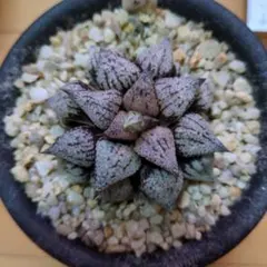 ハオルチア韓国苗 ピクタ実生中苗 多肉植物 ポコ多肉 - メルカリ