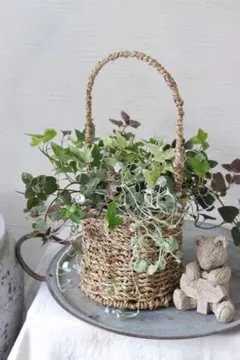 スーパートレニアのアンティークカップ寄せ植え SUMMER SALE》 スーパートレニアのアンティークカップ寄せ植え - メルカリ