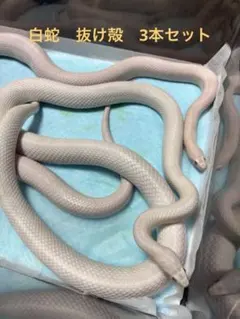 2026年最新】白蛇抜け殻の人気アイテム - メルカリ