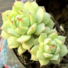 skend様 リクエスト 3点 まとめ商品