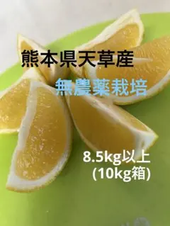 無農薬栽培　熊本県天草産　河内晩柑 8.5kg以上(10kg箱)のサムネイル