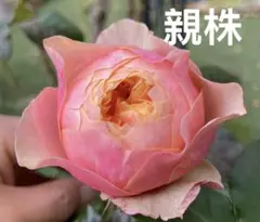 バラ苗　四季咲　③ 切花　花持ち良い　強健のサムネイル