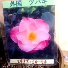 翠雨様 リクエスト 5点 まとめ商品