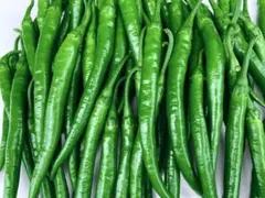 青唐辛子　訳あり品400g