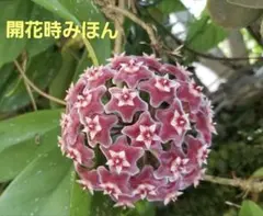 夏セール　珍種ホヤ　プビカリクス ピンクシルバーゴースト　サクララン　① 珍種ホヤ プビカリクス ピンクシルバーゴースト サクララン 小苗