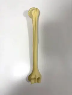 Item thumbnail for item b29d4a2a-8d8c-4015-8844-4d0a1fa1c4b8