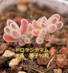 胡麻様 リクエスト 2点 まとめ商品