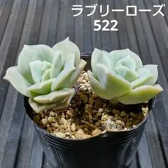 多肉植物 エケベリア ラブリーローズ 抜き苗4つ - メルカリ