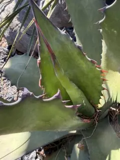 輸入苗 opuntia grandiskk 1985 オプンチア サボテン 多肉 - メルカリ