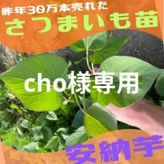 cho様専用ページ