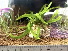 ミクロソリウム 本ナロー ショートタイプ 無農薬 無害虫 - メルカリ