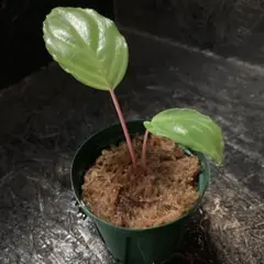 Homalomena sp. "circle leaf " AZ0517-11のサムネイル