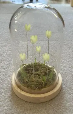 標本☆熊蜂×2匹】アンティーク・ガラスドーム（木製） - メルカリ