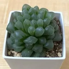 sero様 リクエスト 2点 まとめ商品