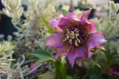 クリスマスローズ　種　花郷園さま　パピエ・ドゥセルフ　８粒　今季採取のサムネイル