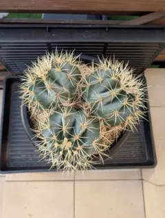 古株 サボテン ギムノカリキウム 太刺光琳玉 実生 - メルカリ