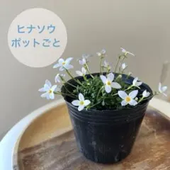 小匙スプーン様 リクエスト 2点 まとめ商品　ヒナソウ　ホワイト