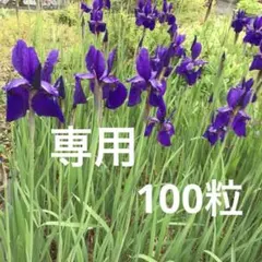 34 アヤメの種　紫の花のサムネイル