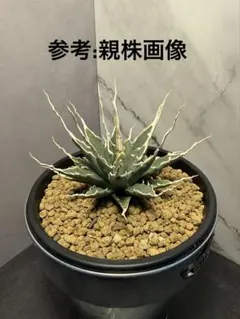 2026年最新】エボリスピナ陽炎の人気アイテム - メルカリ