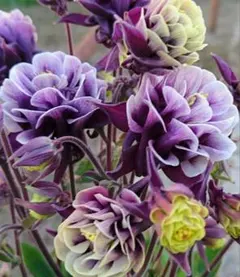 山ちゃん様 リクエスト 2点 まとめ商品