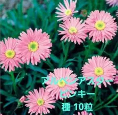 サンスベリア スタッキー斑入り インドネシア直輸入株 ピングイキュラ