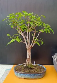 ケヤキ 盆栽 鉢植え 樹高約30cm 引き取り限定 ※最終値下げ - メルカリ