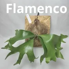 美株・コルク仕立て】ビカクシダ コロナリウム フィリピネス（タグ付き