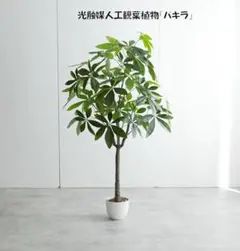 大型 パキラ 編み込み仕立て 9号 陶器鉢 植え込み発送 - メルカリ