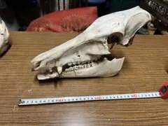 ニホンイノシシの頭骨　標本 Yahoo!オークション - 【本物】イノシシの頭骨 猪頭骨 骨格標本