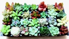 2026年最新】観葉植物の人気アイテム - メルカリ