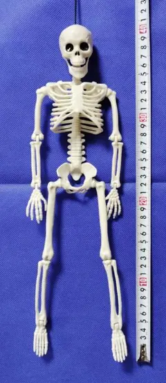 可動式　人体模型　ガイコツ　骸骨【送料無料・匿名配送】