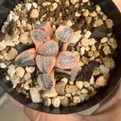 2025年最新】ハオルチア グロエネワルディの人気アイテム - メルカリ