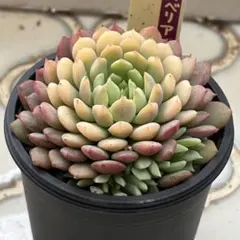 ア*ィ様 ＊ちょこん　おらいさん苗　ミックスベリア