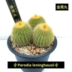 2026年最新】種 金鯱の人気アイテム - メルカリ